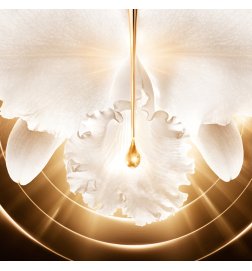 Orchidée Impériale Gold Nobile - The Serum - The Refill Orchidée Impériale Gold Nobile - The Serum - The Refill